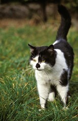 Naklejka na ściany i meble Black and White Domestic Cat, Adult standing on Grass