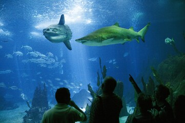 Sunfish, mola mola, and Shark in Salt Water Aquarium, Lisboa in Portugal