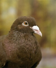 Carneau Domestic Pigeon