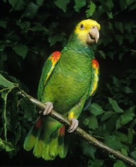 Yellow-Headed Parrot, amazona oratrix, Adult standing on Branch