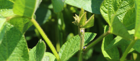 Young, still green soybean plantation, close up. Soybean plant. Soybean pods. Soybean field. Sunny summer day. Agriculture, the concept of a good harvest.