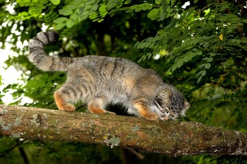 Manul or Pallas's Cat, otocolobus manul, Adult Smelling, walking on Branch