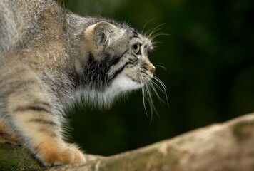 Manul or Pallas's Cat, otocolobus manul, Adult standing on Branch