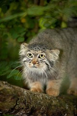 Naklejka na ściany i meble Manul or Pallas's Cat, otocolobus manul, Adult standing on Branch