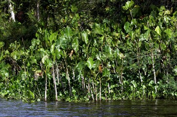 Forest and River at Orinoco Delta in Venezuela