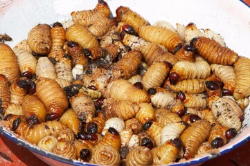 PalmTree's Worm, Food for Warao Indians living in Orinoco Delta, Venezuela
