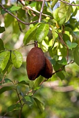 Fruit of Tree Called Water Cocoa, Orinoco Delta in Venezuela