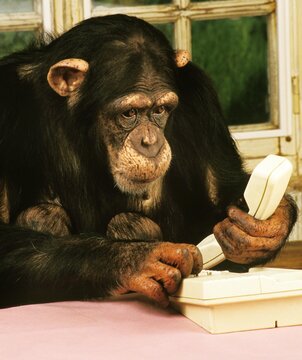 Chimpanzee, pan troglodytes, With a Telephone, Trained to do Like Humans