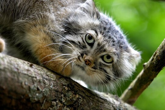 Manul or Pallas's Cat, otocolobus manul, Portrait of Adult