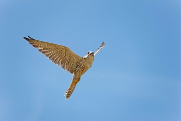 Saker Falcon, falco cherrug, Adult in Flight against Blue Sky