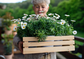 Senior woman gardening on balcony in summer, holding flowering plants.