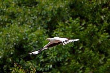 Palm-Nut Vulture, gypohierax angolensis, Adult in Flight