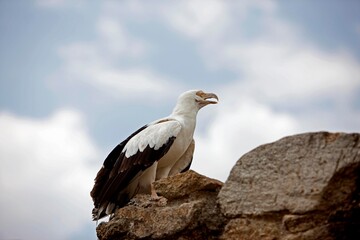 Palm-Nut Vulture, gypohierax angolensis, Adult standing on Rock