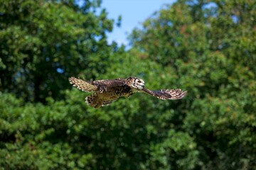Cape Eagle Owl, bubo capensis, Adult in Flight