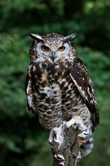 Cape Eagle Owl, bubo capensis, Adult standing on Post