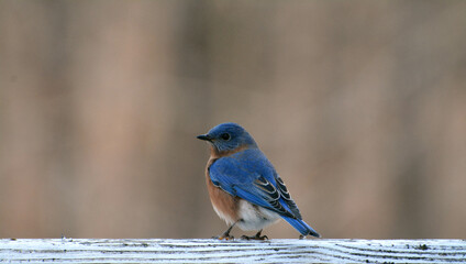 Eastern Bluebird on Branch of Tree