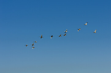 A flock of swans in the morning blue sky.