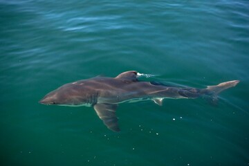 Great White Shark, carcharodon carcharias, Adult standing at Surface, False Bay in South Africa