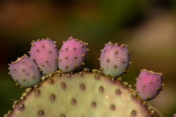 Cactus with buds