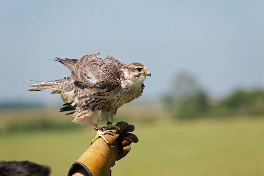 Saker Falcon, falco cherrug, Adult standing on Falconer's Hand