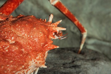 Japanese Spider Crab or Giant Spider Crab, macrocheira kaempferi, Adult, Close-up of Head with Eyes