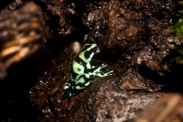 Green and Black Poison Dart Frog, dendrobates auratus, Adult, Costa Rica