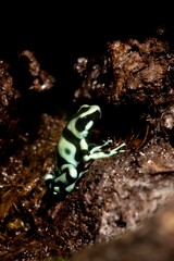 Green and Black Poison Dart Frog, dendrobates auratus, Adult, Costa Rica