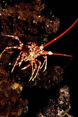 Natal Spiny Lobster, palinurus delagoae, South Africa