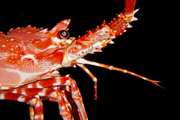 Natal Spiny Lobster, palinurus delagoae, Close-up of Head, South Africa