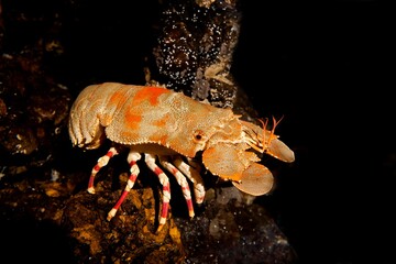 Shoveller Crayfish, scyllarides elizabethae, South Africa