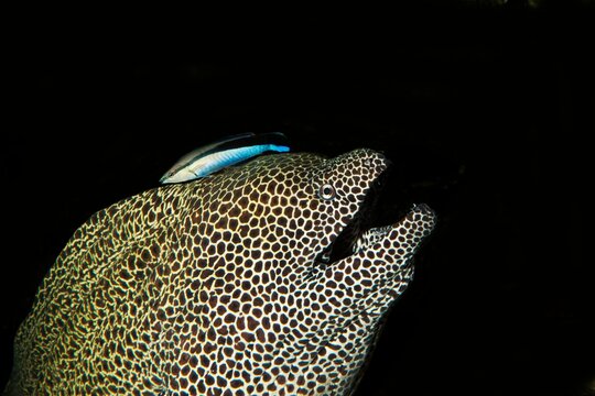 Honeycomb Moray Eel, gymnothorax favagineus, Adult with a Bluestreak Cleaner Wrasse, labroides dimidiatus, South Africa