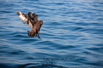 Antarctic Skua, catharacta antarctica, Adult in Flight, False Bay in South Africa