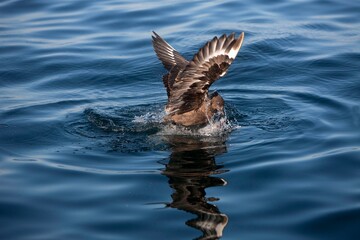 Antarctic Skua, catharacta antarctica, Adult in Flight, Fishing, False Bay in South Africa
