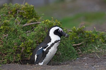 Jackass Penguin or African Penguin, spheniscus demersus, Adult emerging from Den, Betty's Bay in South Africa