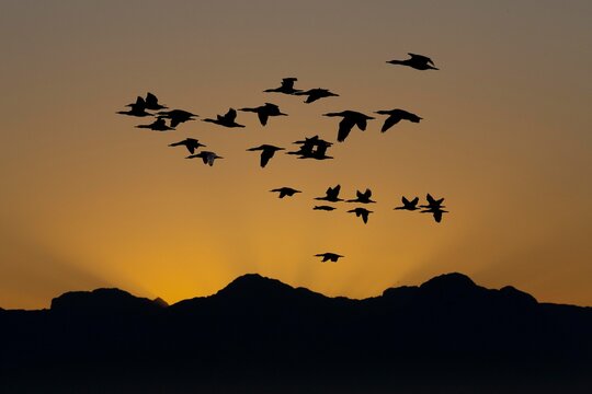 Cape Cormorant, phalacrocorax capensis, Group in Flight at Sunset, Seal Island in False Bay, South Africa