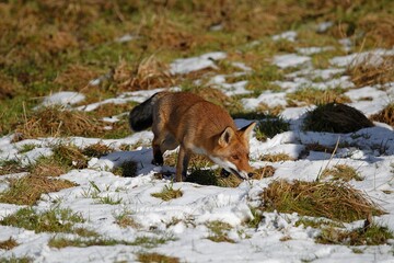Red Fox, vulpes vulpes, Adult walking on Snow, Normandy