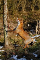 Red Fox, vulpes vulpes, Adult Hunting Bird, Standing on Hind Legs, Normandy