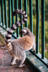 Naklejka premium Madagascar lemur animal looking. Portrait of lemur katta long tail. Cute leemur of lemuriformes - zoology