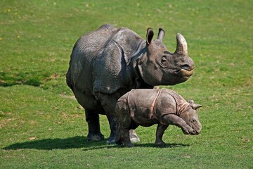 Fototapeta premium Indian Rhinoceros, rhinoceros unicornis, Mother with Calf