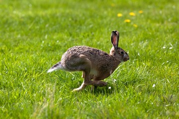 European Brown Hare, lepus europaeus, Adult running on Grass, Normandy