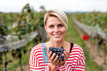 Portrait of woman holding grapes in vineyard in autumn, harvest concept.