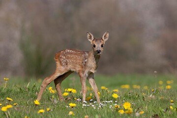 Fototapeta premium Roe Deer, capreolus capreolus, Fawn with Flowers, Normandy