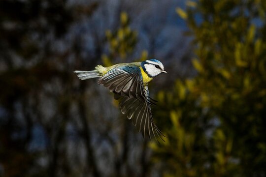 Blue Tit, parus caeruleus, Adult in Flight, Normandy