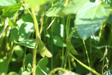 Young, still green soybean plantation, close up. Soybean plant. Soybean pods. Soybean field. Sunny summer day. Agriculture, the concept of a good harvest.
