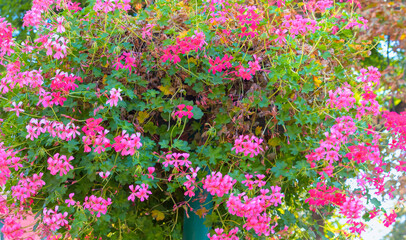 Closeup of hanging basket colorful red flowers in Szeged, Hungary