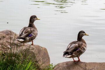 Two female Mallard ducks turn their heads to one side