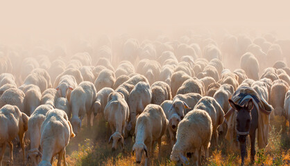 A flock of sheep grazing in the pasture and a large dust mass in their back side