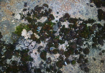 Moss on rocky beach texture background
