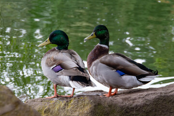 Two male Mallard ducks turn their heads to one side