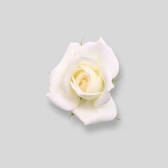 Top View Rose Mockup 
